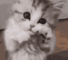 a close up of a cat 's face with a mouse in the background .