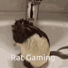 Rat Gaming GIF - Rat Gaming Bln GIFs