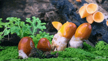 Growing Mushrooms Our Living World GIF - Growing Mushrooms Our Living World Fungus Cultivation GIFs