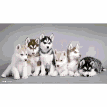 baby wolves huskies doggies cuties