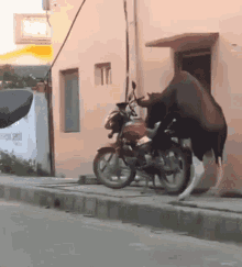 Cow Moto GIF - Cow Moto Motorcycle GIFs