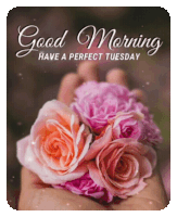 Roses Good Morning Sticker - Roses Good Morning Tuesday Stickers