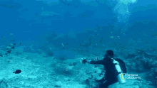 Bite When Sharks Attack GIF - Bite When Sharks Attack Diver GIFs