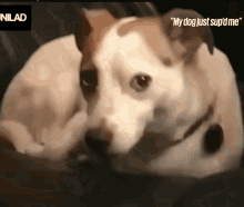 Whats Up Cute GIF - Whats Up Cute Dog GIFs