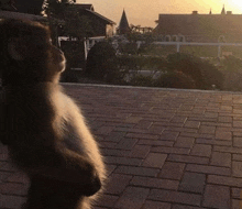 a cat is standing on its hind legs on a brick sidewalk