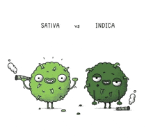 a cartoon of a sativa and indica plant