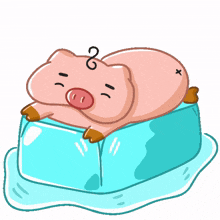 sanpoh geepah pig cute pig chonky