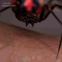 rondillo spiderman