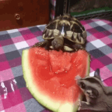 Turtle Watermelon GIF