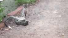 Tag! You'Re Hey Wait! GIF - Play Fight Animal GIFs