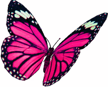 borboletas butterflies beautiful fly