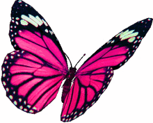 borboletas butterflies beautiful fly borboletas butterflies beautiful fly