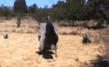 GIF