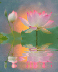 Flower5 Lotus7 GIF - Flower5 Lotus7 GIFs