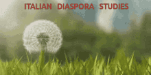 italian diaspora studies