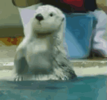 Excited Otter Happy Otter GIF - Excited Otter Happy Otter Sea Otter GIFs