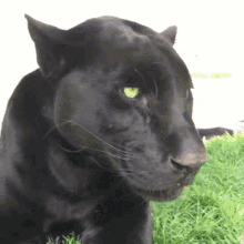 Cute Panther GIF - Cute Panther Lick GIFs