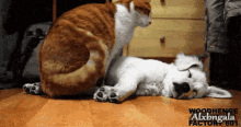 Cuddle Dog GIF - Cuddle Dog Cat GIFs
