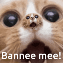 Bannee Mee Gaelg GIF - Bannee Mee Gaelg Gaelic GIFs