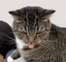 a cat with its pink tongue sticking out
