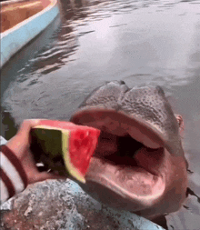 a person is feeding a watermelon to a hippopotamus