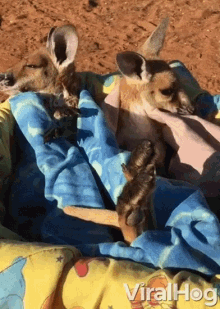 Cute Animals Kangaroo GIF - Cute Animals Kangaroo Joey GIFs