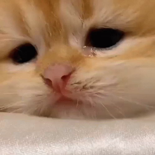 crying kitten gif