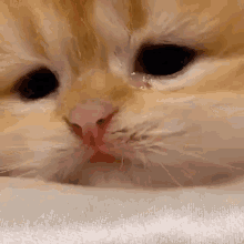 Kitten Sad Cat GIF - Kitten Sad Cat Sad Kitten GIFs