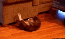 GIF