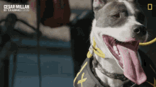 Panting Cesar Millan Better Human Better Dog GIF - Panting Cesar Millan Better Human Better Dog Dog GIFs
