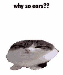 cat funny why so serious meme oh the misery