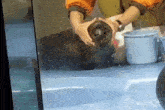 a seal is being groomed by a person in an aquarium
