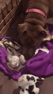Size Doesnt Matter Play GIF - Size Doesnt Matter Play Dog And Cat GIFs