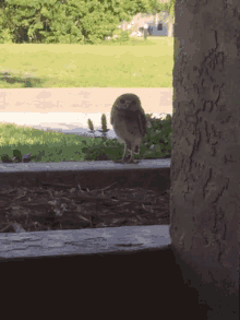 Owl What GIF - Owl What Excuse GIFs