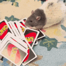 a rat is eating a pile of uno cards on the floor