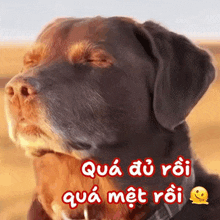 a close up of a dog with the words qua du roi qua met roi written on it