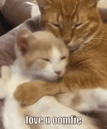 Oomfie Cat GIF - Oomfie Cat Love GIFs