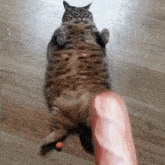 Cats Bread GIF - Cats Bread French GIFs
