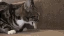 Cat Shocked GIF - Cat Shocked Shook GIFs