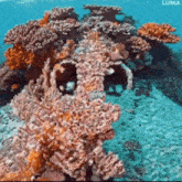 a coral reef with a lot of corals in the ocean