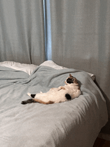 Cat In Bed GIF - Cat In Bed Sleeping GIFs