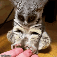 GIF