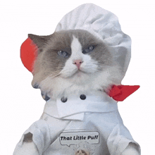 cat chef
