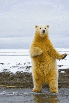 Dance Polar Bear GIF - Dance Polar Bear Happy Dance GIFs