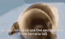 he was forced to use the cactus toilet from terraria lol he was forced to use the cactus toilet cactus toilet cactus toilet