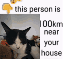 Tolfy Cookie Cat GIF - Tolfy Cookie Cat Kitty GIFs