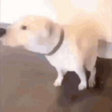 Dog Dance GIF