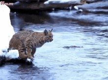 Stay Focus And Assure Your Self That You Could Reach Your Target Cat GIF