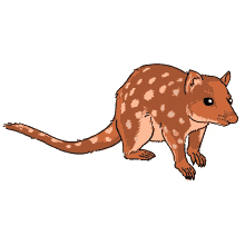 quoll marsupial