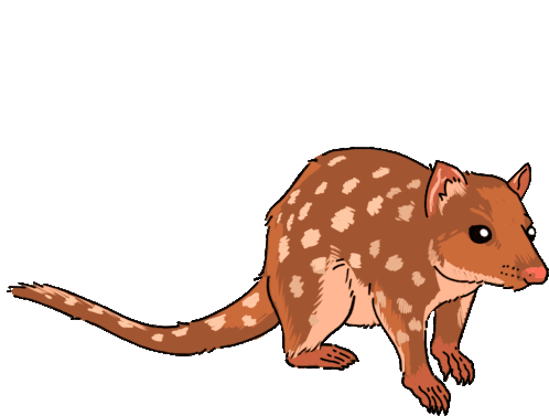 Marsupial Quoll Sticker - Marsupial Quoll Northern Quoll Stickers